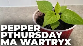 MA Wartryx - Pepper Pthursday