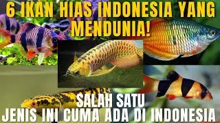 6 IKAN HIAS ASLI INDONESIA YANG MENDUNIA!!!