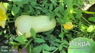 Тыква ВИКТОРИ F1 : VIKTORI F1 Hollar Seeds   HD 720p