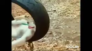 1703799136 looped 1703799135