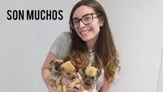 TENGO LA CASA LLENA DE CACHORRITOS
