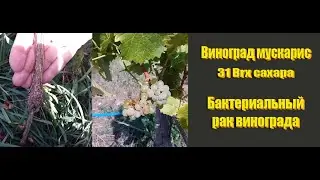 Виноград мускарис 31 Brx сахара.  Бактериальный рак винограда. Болезни привитых саженцев.