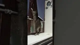 я тут! я тут! 