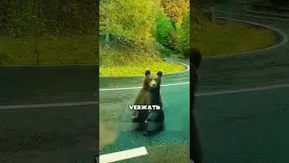 WHY have bears started coming out of the forest SO OFTEN?