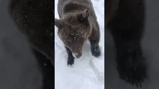 Медведь Том играет в собачьи игры
