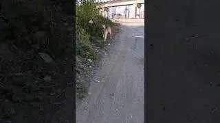 Кузя сутулый пёс, сегодня без Ваньки