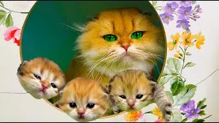 Building a house for a mommy cat with baby kittens