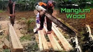 The result of young acacia mangium turning into small sizes/ carpenter takes place🤔