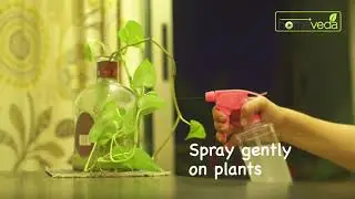 Organic Pesticide For Plants| Easy Remedy - Homeveda