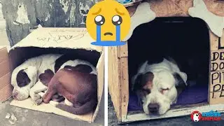 Ecco la storia dell’Hachiko peruviano che aspetta per mesi il suo papà fuori dall'ospedale