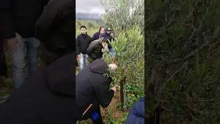 Potatura di allevamento - corso potatura in Sicilia 