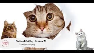 National Cat Day | October 29