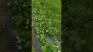 клубника грунт краснодарский край
