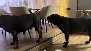 Жопки