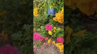 #natureza #flores #quixabeira #roça #paisagem #sitio #lindos