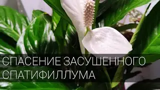 Спасение засушенного Спатифиллума