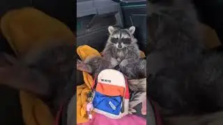приколы с енотами 2021