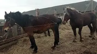 Лагуну третий раз привели к жеребцу