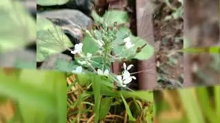Weeds Beautiful Flowers Images