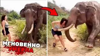 5 Самых ШОКИРУЮЩИХ Нападений Животных, о Которых вы Никогда не Слышали...