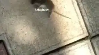 Ваааа😹😹был дахк,и нету дахк😹