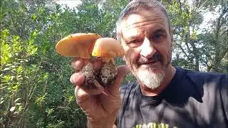 1-Amanitas y Aereus Octubre 2023