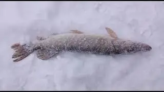 Светлые Горы Щука3 05.01.2022г.
