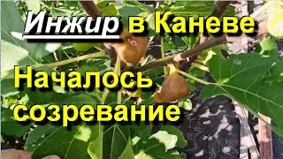 Инжир в Каневе. Началось созревание основного урожая. 2024 08 16