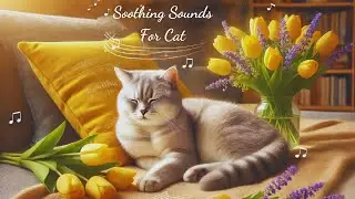 1 Hour of Calming Melodies for Cats: Gentle Music to Soothe Separation Anxiety