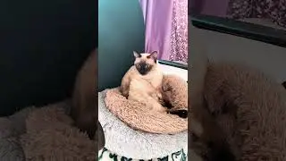мысли о людях #котик #cat