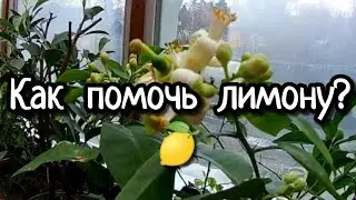 Если лимон сбросил листья, сделай  это!