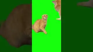 футаж с котом