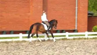 Dunia - dressage pony for sale