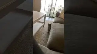 If that cats name is nisha || Kitty Poppins