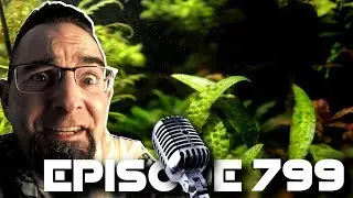 Low Maintenance Plants For Aquarium?! Episode 799!