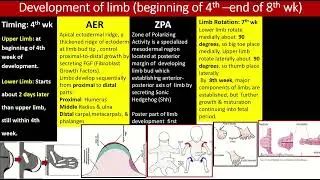 Development of limbs summary #shorts #summary #embryology