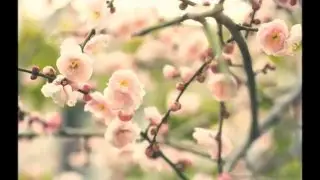 Primavera (Ludovico Einaudi)