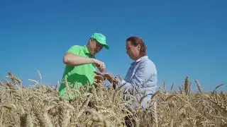 Применение препаратов для яровой пшеницы на полях ООО 