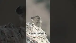 Meet the Pika