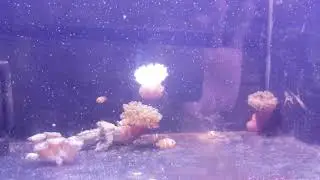 CLONE FISH BABIES | Мальки клоунов оцеллярис