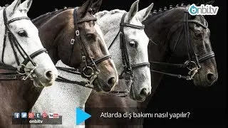 Atlarda diş bakımı nasıl yapılır? # atbakımı 