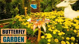 Dubai | Butterfly Garden