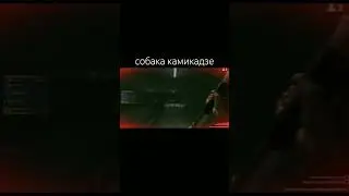 собака камикадзе 