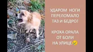ИЗ-ЗА ПЕРЕЛОМОВ ПЕРЕКРЫЛО ПОЧТИ ВСЕ ПРОХОДЫ В КИШЕЧНИКЕ