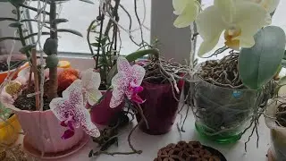 Какая сильная метель бывает в России / Мои орхидеи радуют даже зимой !!!