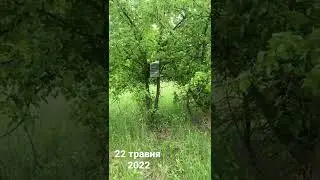 Де ловить бджіл? Відповідь є!
