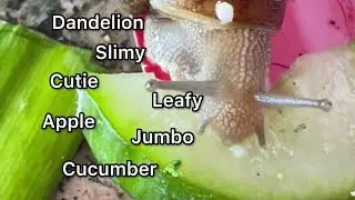 TOP 15 SNAIL NAMES 💕