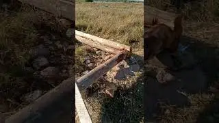 Изба на берегу, 26.08