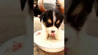 pet Feeding 😍😍🐶♥️♥️#feeding #pets #petcare #PetFeeding #cutepuppy #cuteanimals -Pets Paradise