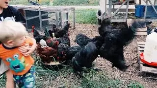 Will My Roosters Fight To The Death?